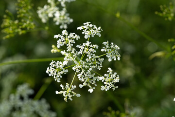 Golden chervil flowers