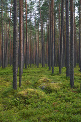 Fototapeta premium Pine forest on summer day.