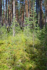 Young pine trees in forest.