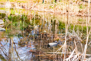 reeds in the water