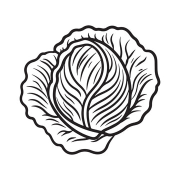 recommend clip art: Doodle Icon of Fresh Cabbage. Healthy Eating Design Element. Simple Outline Vegetable Illustration.