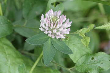 Red Clover (Trifolium pratense) flowers