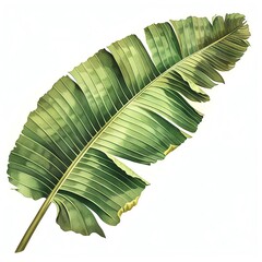 Vibrant green banana leaf isolated on white background. Tropical foliage ideal for design projects, natural decor, and botanical illustrations.