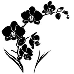 orchid silhouette, orchid svg, orchid png, orchid illustration, orchid, silhouette flower, floral svg, herb svg, flower illustration, flower, floral, vector, nature, illustration, spring, design, patt © Feroza Bakht