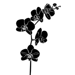 orchid silhouette, orchid svg, orchid png, orchid illustration, orchid, silhouette flower, floral svg, herb svg, flower illustration, flower, floral, vector, nature, illustration, spring, design, patt © Feroza Bakht