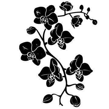 recommend clip art: orchid silhouette, orchid svg, orchid png, orchid illustration, orchid, silhouette flower, floral svg, herb svg, flower illustration, flower, floral, vector, nature, illustration, spring, design,