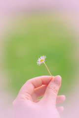 A hand holding a delicate daisy flower against a vibrant green background on a sunny summer day.