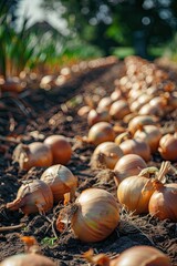 close-up of onions in the garden. selective focus