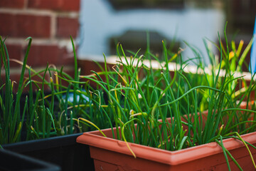 Green onions, also known as scallions or spring onions, growing in pots outdoors in a garden.