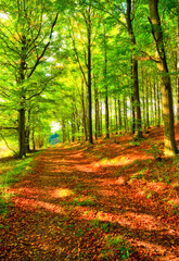 Naklejka premium Landscape, nature and forest path in autumn sunshine for conservation, sustainability or biodiversity. Empty, environment and trees with fall foliage for greenery, exploration or ecosystem in Oregon