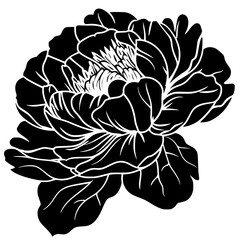 peony silhouette, peony svg, peony png, peony illustration, peony, silhouette flower, floral svg, herb svg, flower illustration, flower, floral, vector, nature, illustration, spring, design, pattern, 