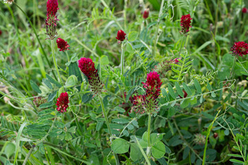 Blühender Blutklee ist ein beliebte Futterpflanze