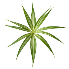 top view of spider plant isolated on a transparent background