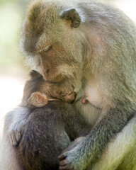 Long-tailed macaques (Macaca fascicularis), Mother and infant bonding