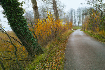 Naklejka premium Autumn, road and nature trees in woodlands, environment and outdoor forest with driving motorway in Amsterdam. Travel, seasonal and fall environment in woods or countryside, leaves and growth