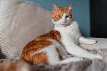 brown and white cat with yellow eyes lying on a sofa
