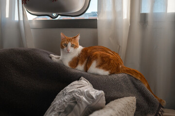 brown and white cat with yellow eyes lying on a sofa under the window