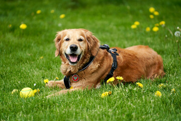 An adult Field Trial Golden Retriever is lying on the grass and guarding her ball, surrounded by...