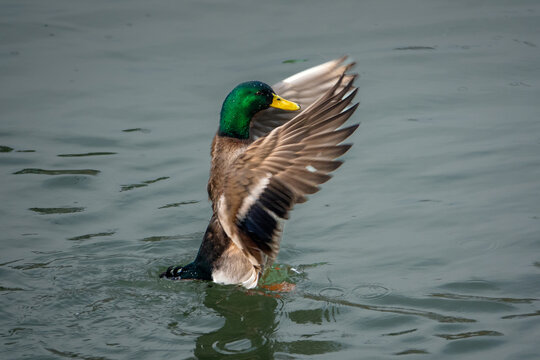 duck drying its feathers 