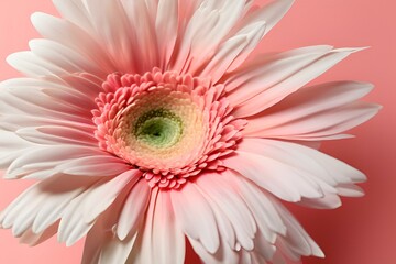 Macro Close-up of Pink Gerbera Flower Petals, Soft Gradient Colors, Detailed Texture, Botanical Photography, High Resolution, Nature Image, Floral Beauty