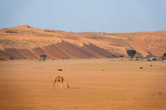 camel in the desert