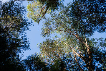 beautiful gum Trees and shrubs in the Australian bush forest. Gumtrees and native plants growing in Australia in spring