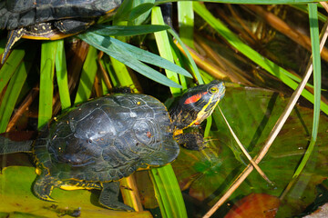 cute turtle in the pond. A turtle sticking its head out of the water.