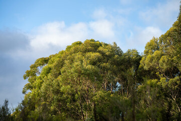 beautiful gum Trees and shrubs in the Australian bush forest. Gumtrees and native plants growing in Australia in spring