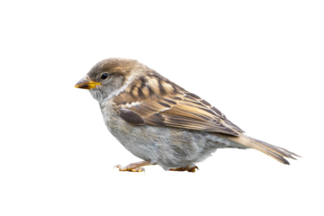 Spatz ausgeschnitten als .PNG
