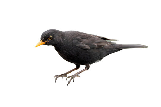 Amsel Schwarzdrossel ausgeschnitten als .png