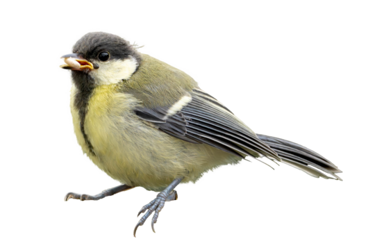 Kohlmeise Ausgeschnitten als .png