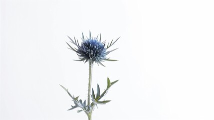blue thistle plant against white wall during daytime time with snow around