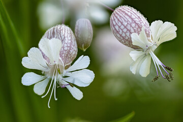 Blüte des Taubenkropf-Leimkraut (Silene vulgaris) mit Tautropfen