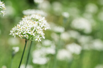 花畑の白いニラの花