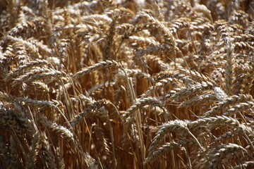 Fototapeta premium Wheat
