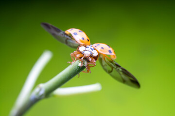 Harmonia axyridis in the wild state