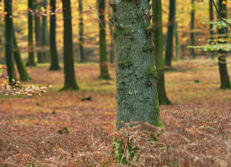 Woods, tree and trunk in autumn forest for rustic landscape, sustainable environment and fall...