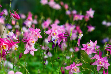 Pink purple columbine (Aquilegia formosa). Canadian columbine or aquilegia beautiful wild flower of western Canada. Close-up vibrant rosy color aquilegia summer background. Columbine in green garden