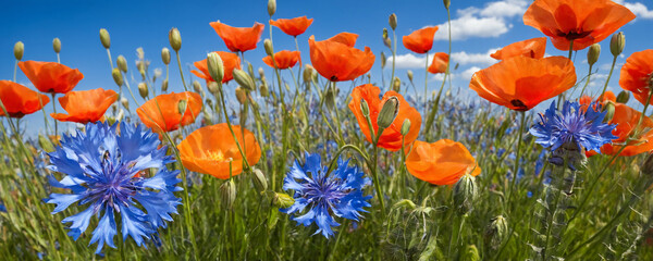 Obraz premium A cluster of colourful flowers in green grass.