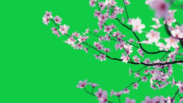 cherry blossom sakura flower grow animation video on green screen. japanese spring concept