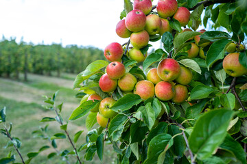 Apple tree. Red apple orchard. Apple garden. Red juicy apples in apple orchard. Branch of ripe red apples on a tree in a garden. Autumn Harvest.