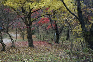 가을단풍이 아름답게 숲에는 있습니다