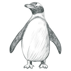 Hand drawn penguin. Pencil sketch.. Monochrome penguin on white background. © Hanna ArtLab