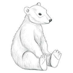 Hand drawn baby polar bear. Pencil sketch.. Monochrome bear on white background.
