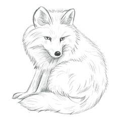 Hand drawn arctic fox pencil sketch.. Monochrome arctic fox on white background.