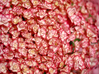 赤と白の小さいあじさいが満開