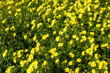 Yellow summer flowers background. Bloom concept