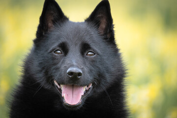 portrait of a black dog