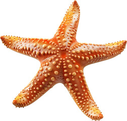 Oceanic Star: Simple Cartoon Starfish