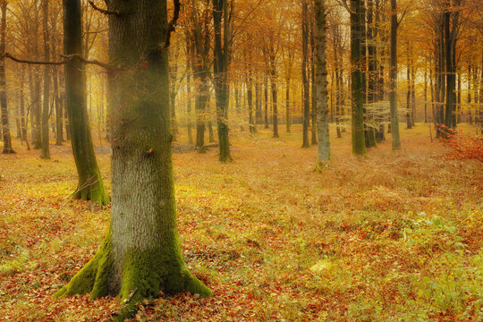 Forest, moss and fungus on tree in autumn with biodiversity in park, environment or countryside. Fall, nature and algae in woods with green growth on bark of oak trees with leaves on ground outdoor